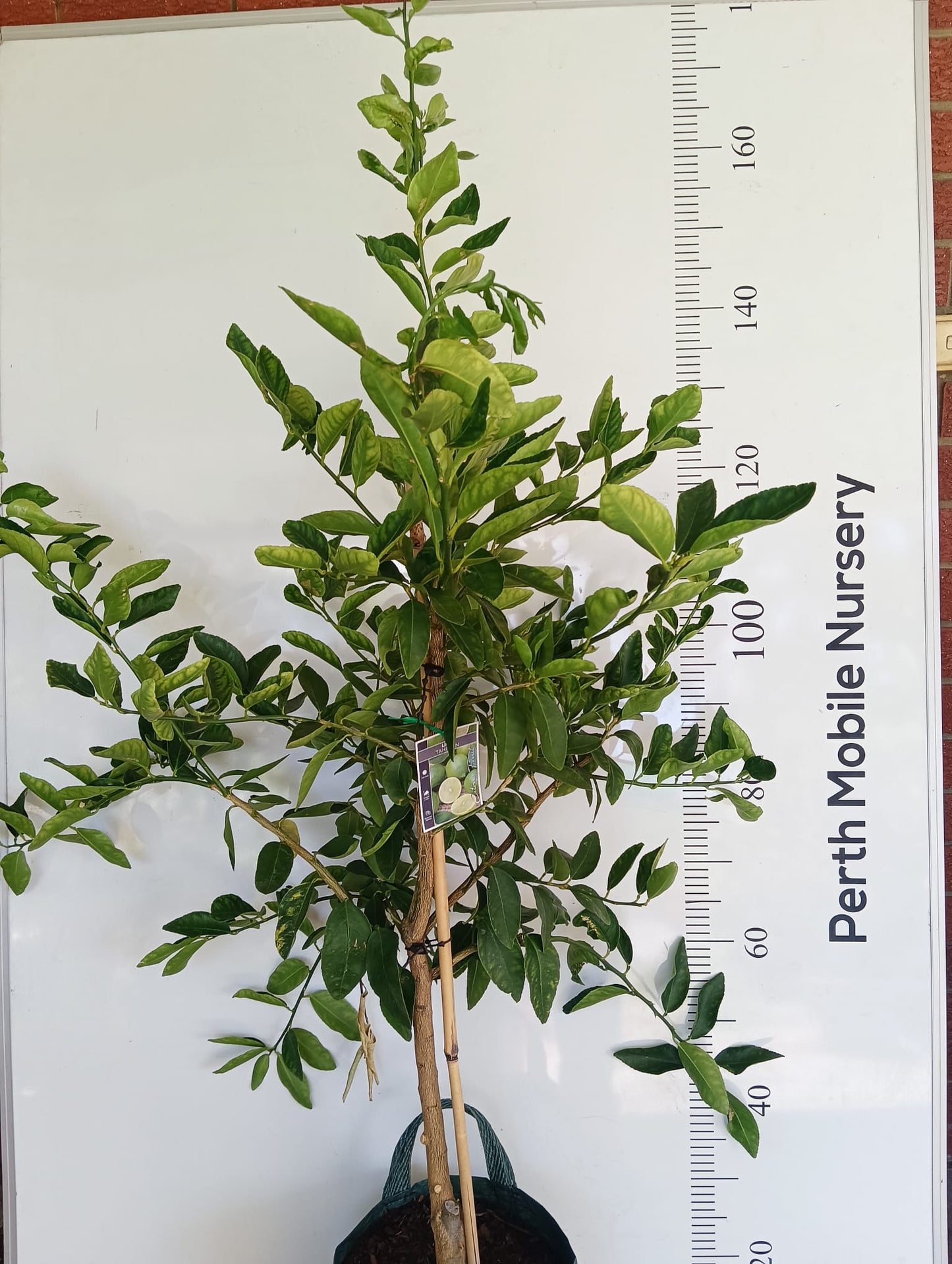Tahitian lime Perth