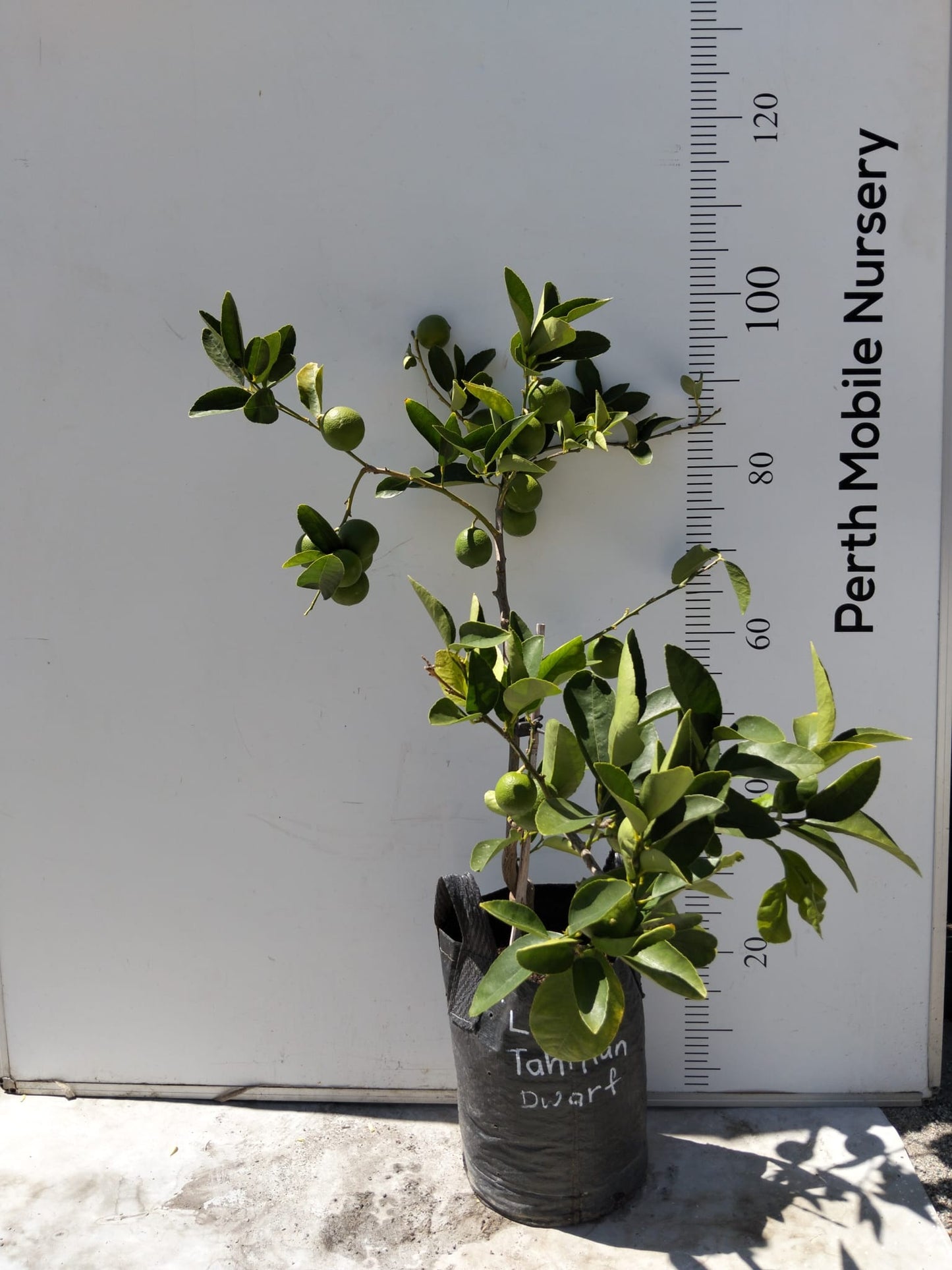 Persian Tahitian Lime Citrus Fruit Tree