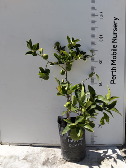 Persian Tahitian Lime Citrus Fruit Tree