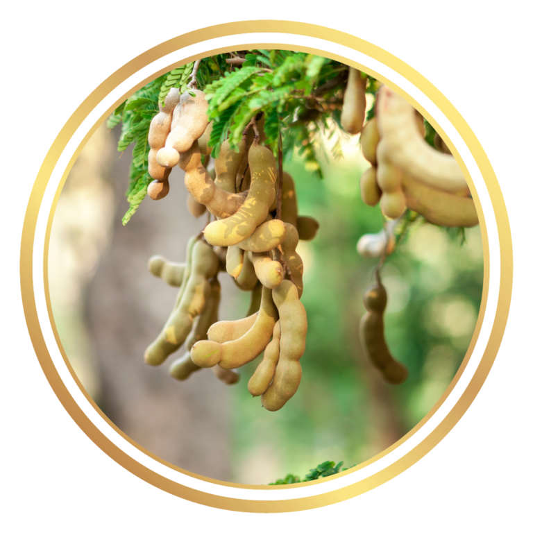 Tamarind Fruit Tree