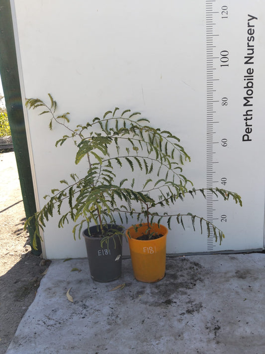 Tamarind Fruit Tree