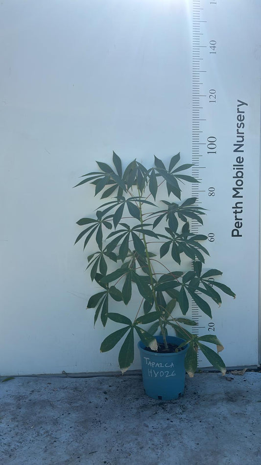 Cassava Tapioca plant