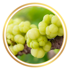 Star Gooseberry Fruit Tree