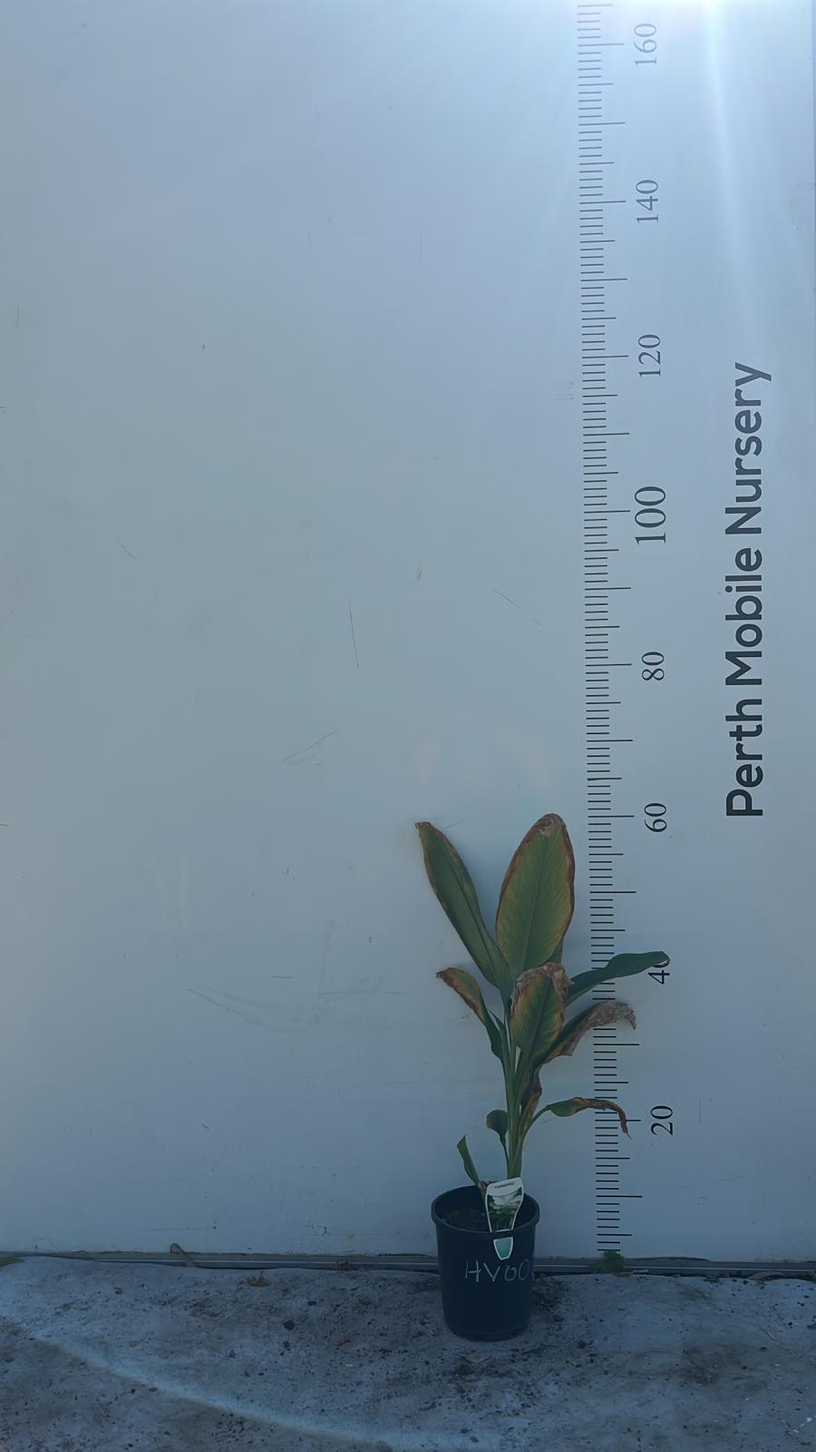 Turmeric Ginger Galangal Herbs