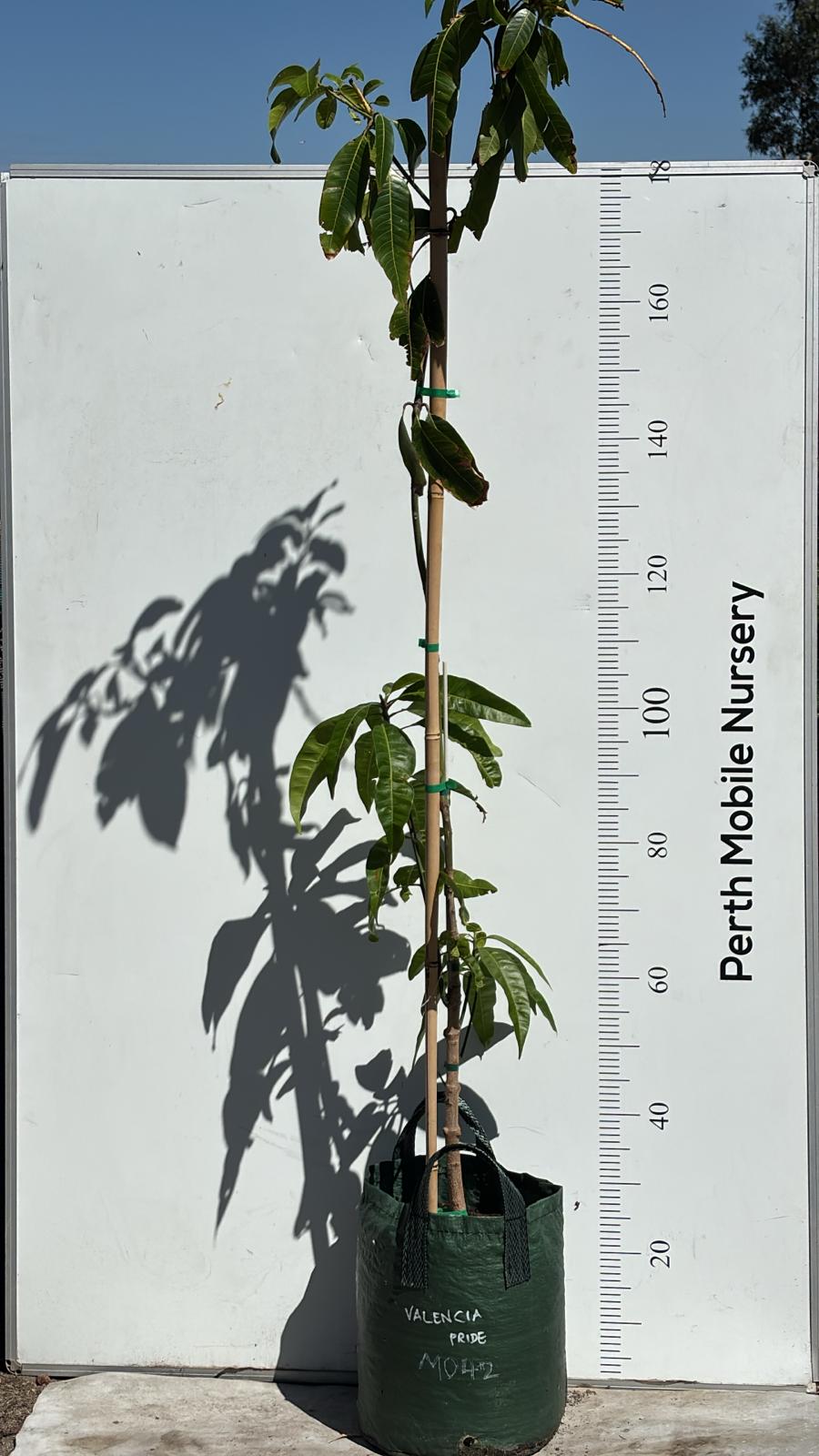 Valencia Pride Mango Tree