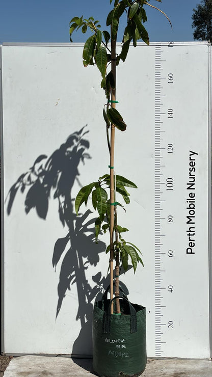 Valencia Pride Mango Tree