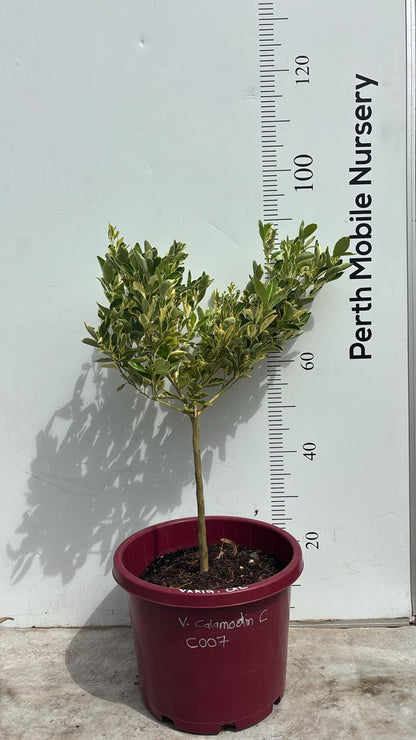 Calamondin Calamansi Variegated Citrus Fruit Tree