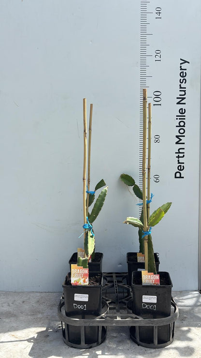 Vietnamese White Dragon Fruit