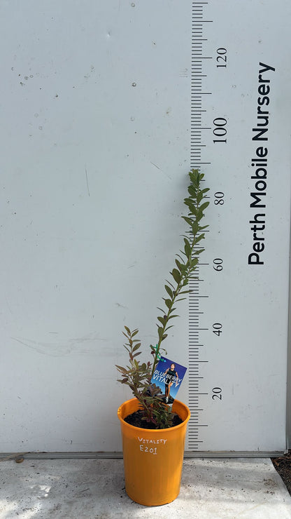Blueberry Blueberries Bush
