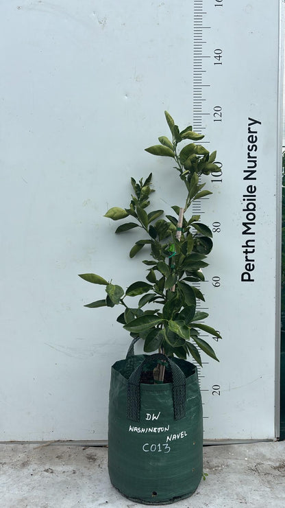 Washington Navel Orange Fruit Tree