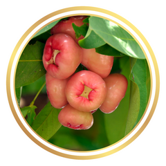 Wax Jambu Pink Fruit Tree