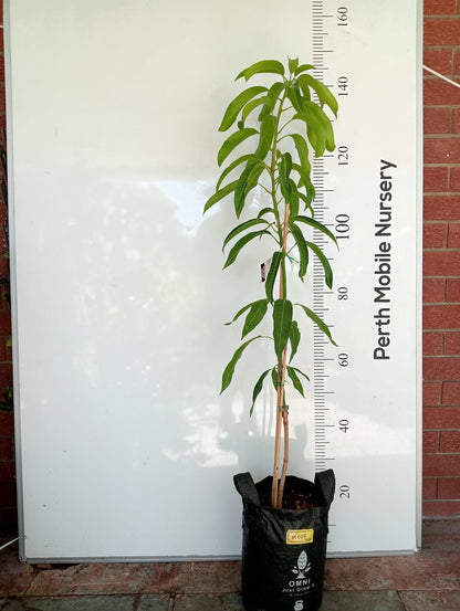 Mango Tree Sensation