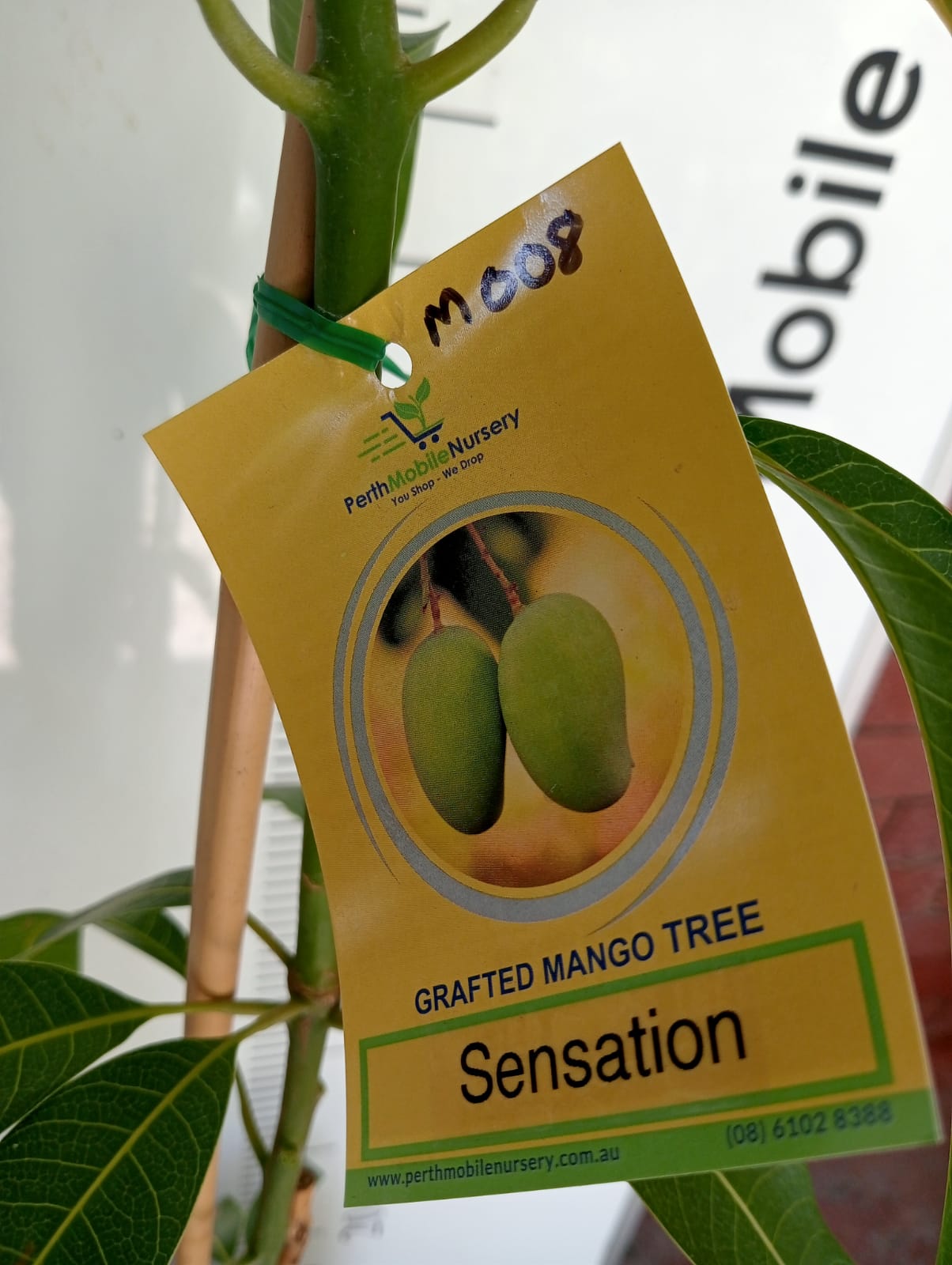 Mango Tree Sensation