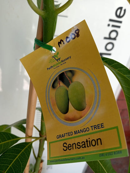 Mango Tree Sensation