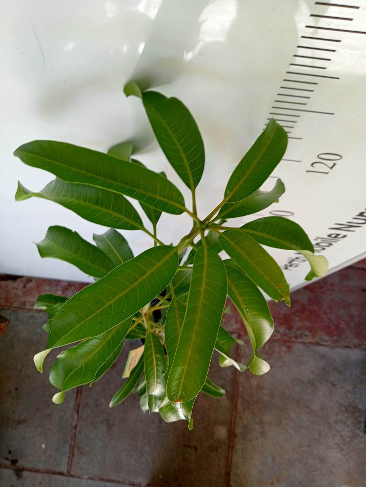 Mango Tree Sensation