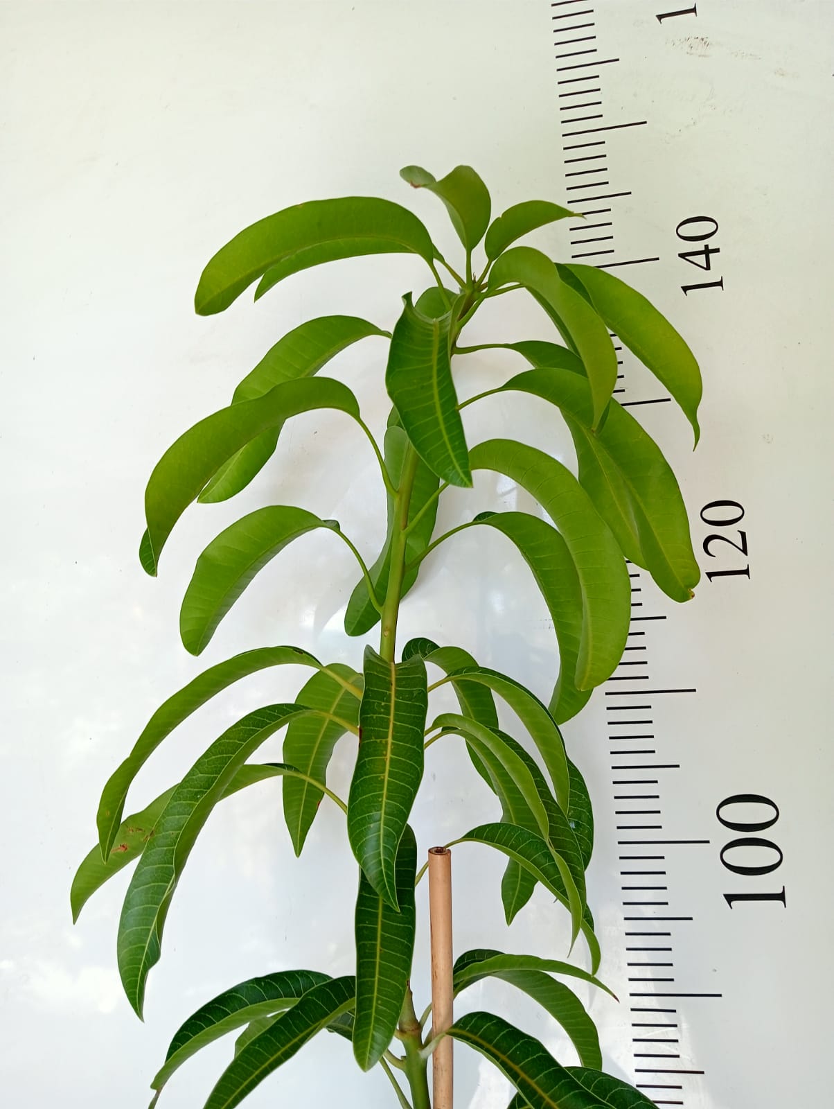 Mango Tree Sensation