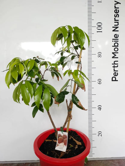 Lychee Erdon Lee Fruit Tree