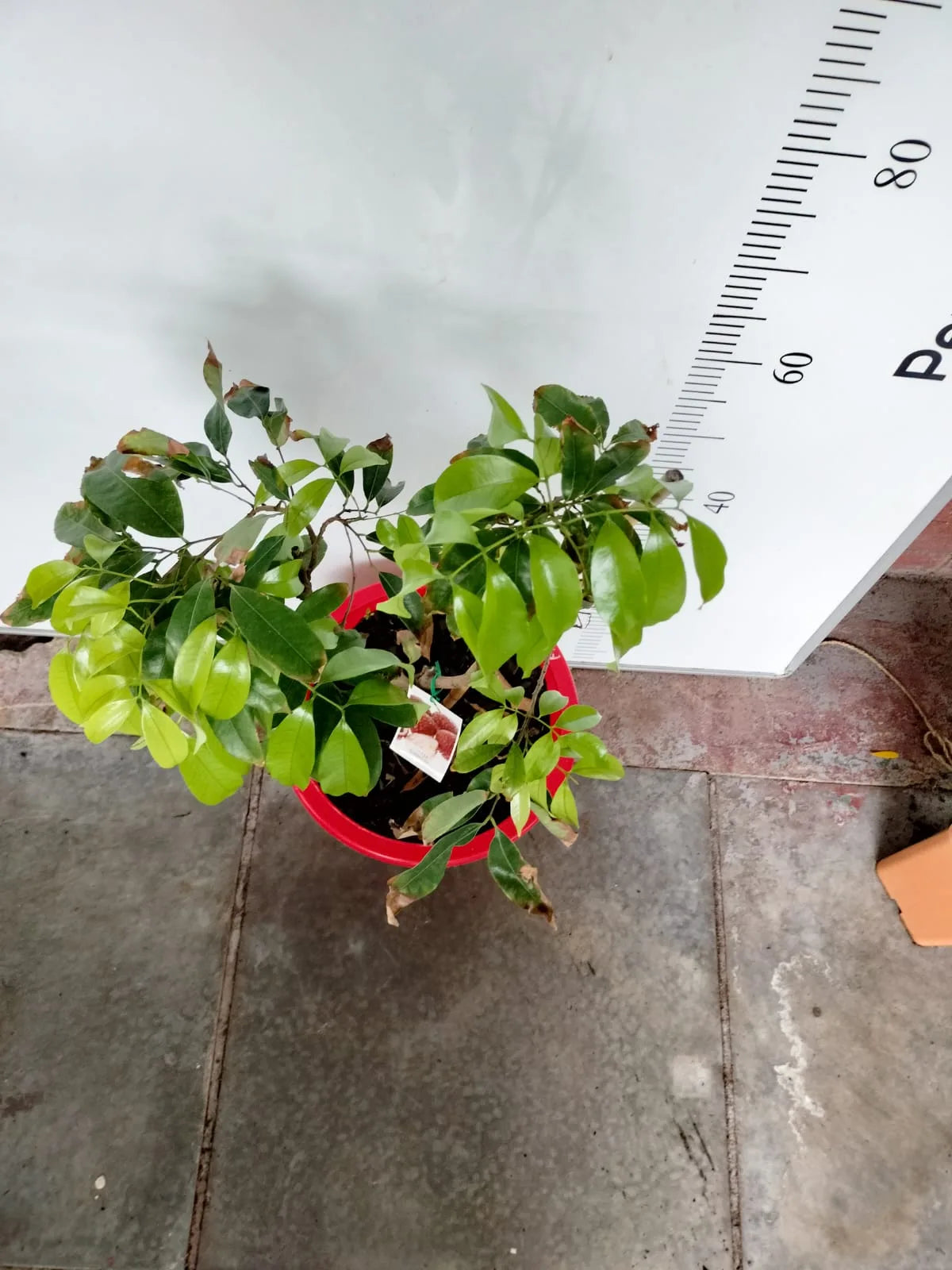 Lychee Erdon Lee Fruit Tree