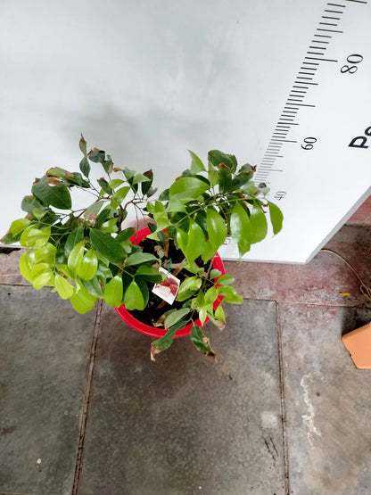 Lychee Erdon Lee Fruit Tree