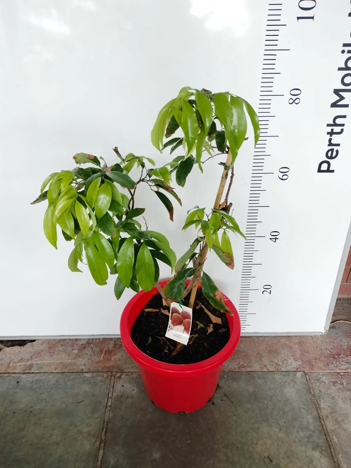 Lychee Erdon Lee Fruit Tree