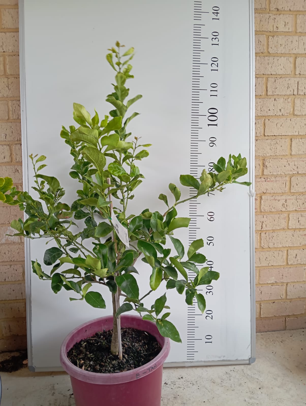 Eureka Lemon and Tahitian lime Perth