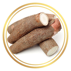 Cassava Tapioca plant