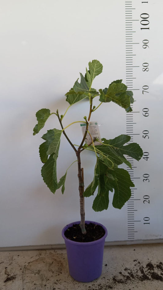 Fig Tree Panache Tiger Stripe Perth