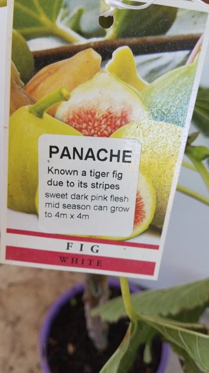 Fig Tree Panache Tiger Stripe Perth