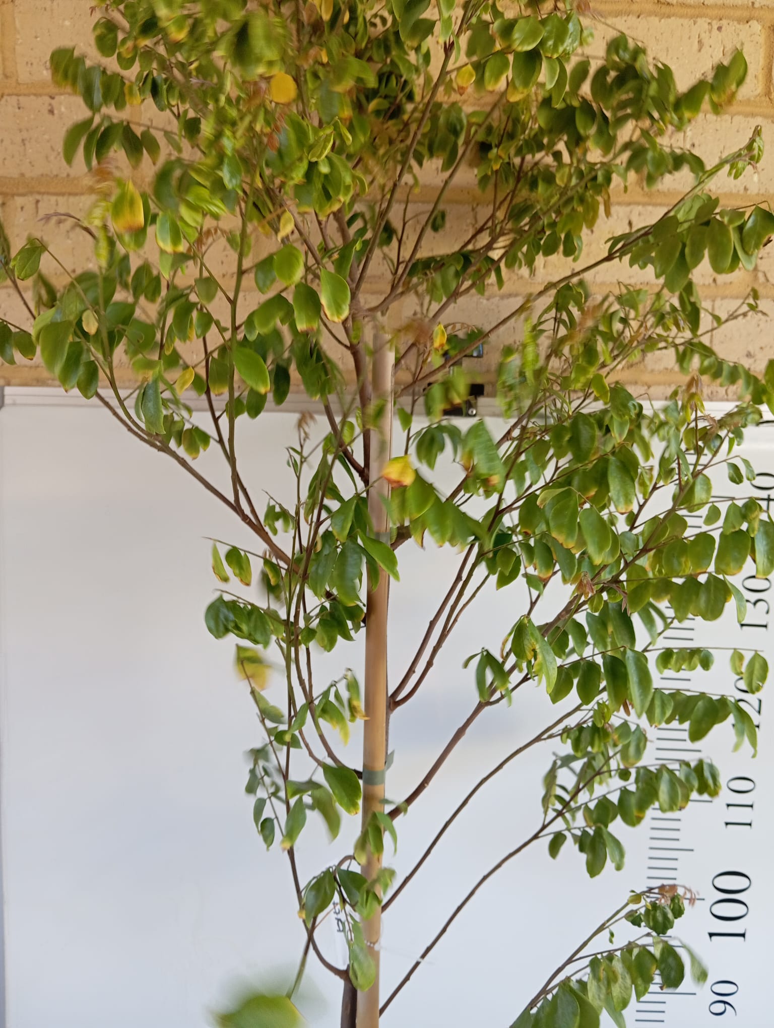 Starfruit Carambola Fruit Tree Perth