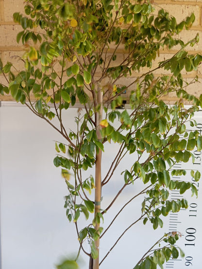 Starfruit Carambola Fruit Tree Perth