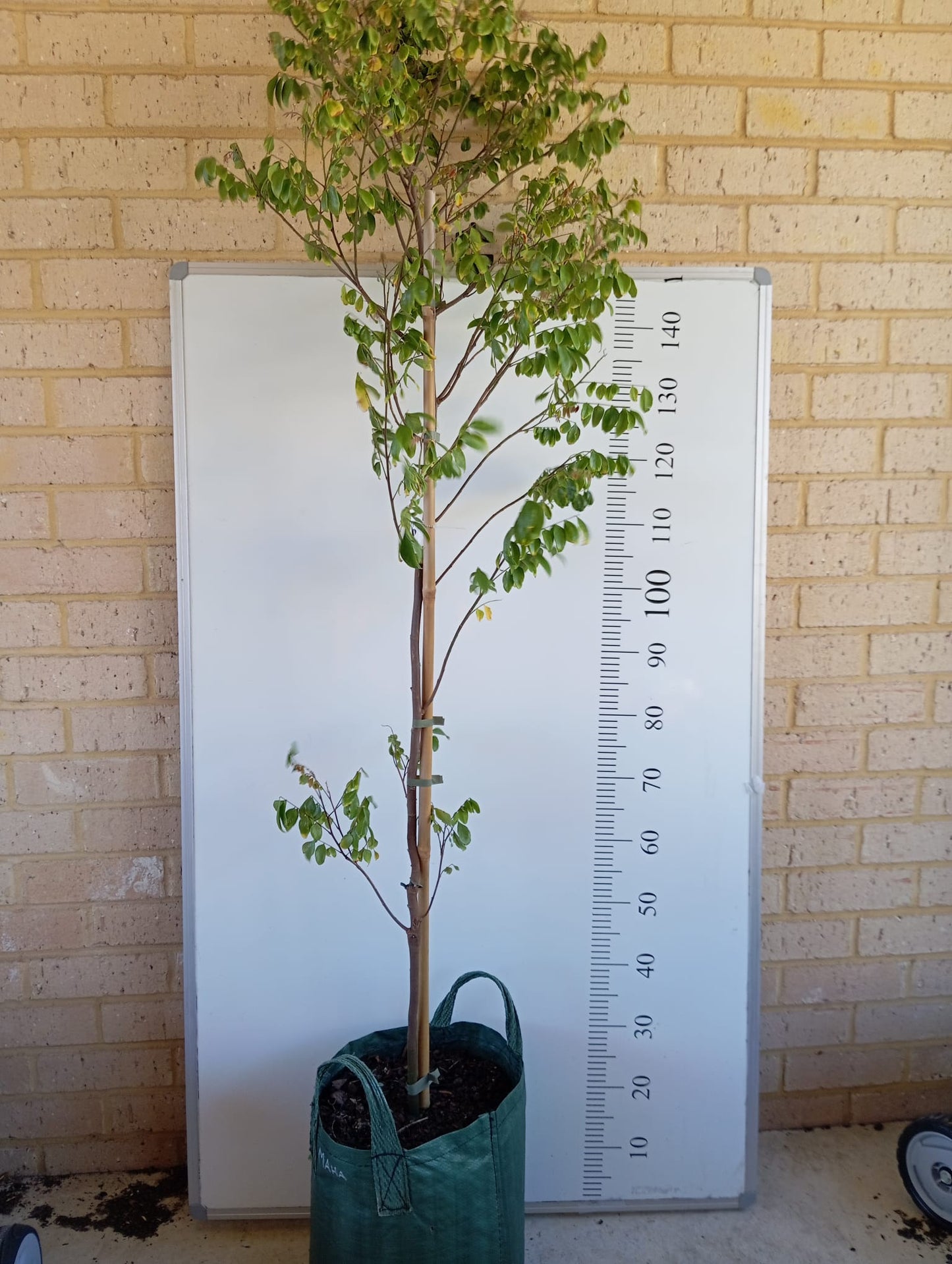 Starfruit Carambola Fruit Tree Perth