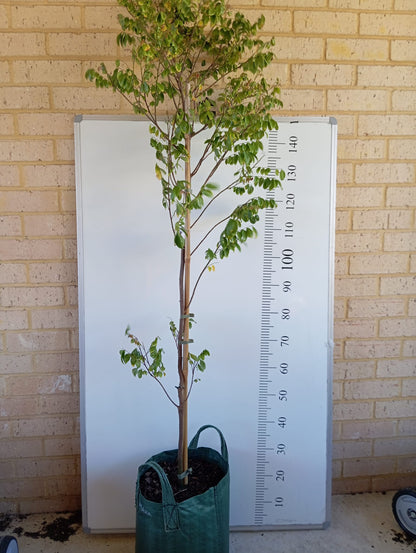 Starfruit Carambola Fruit Tree Perth