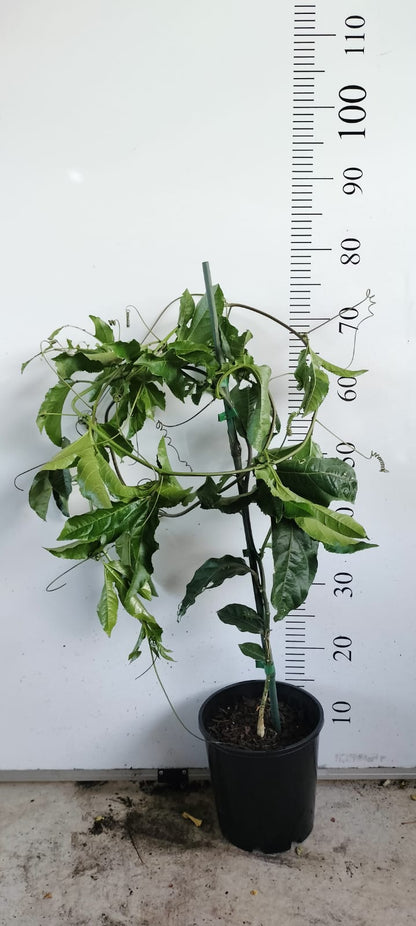 Passionfruit Vine Plant