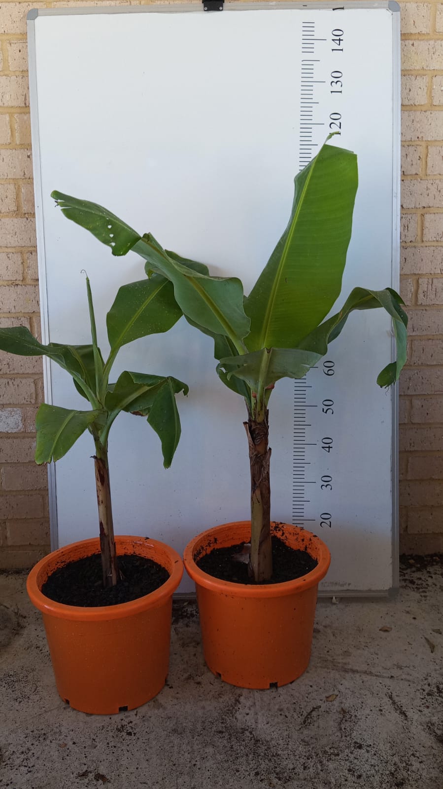 Dwarf Banana Tree Cavendish