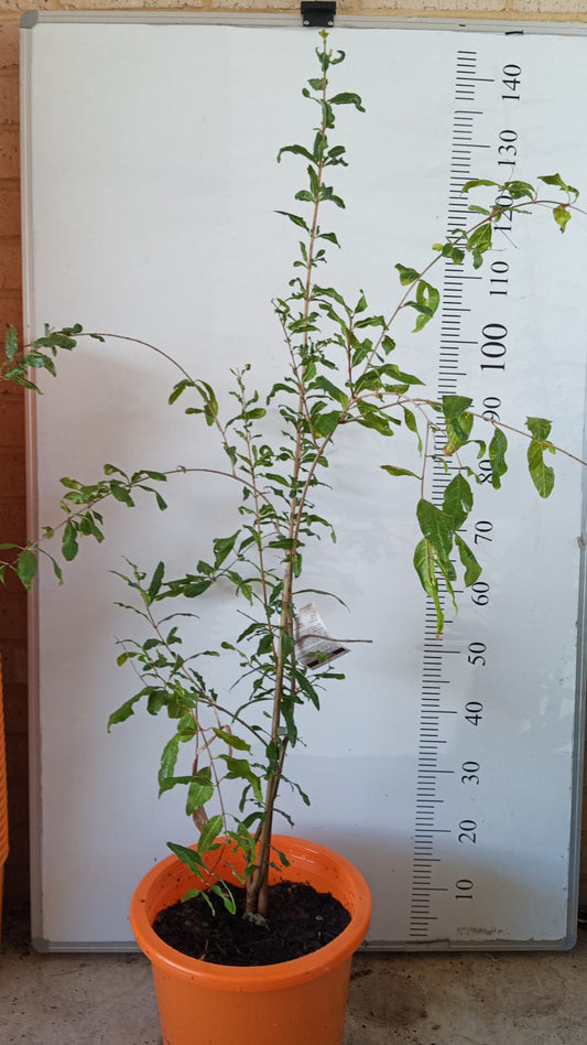 Pomegranate Azerbaijani Fruit Tree Perth