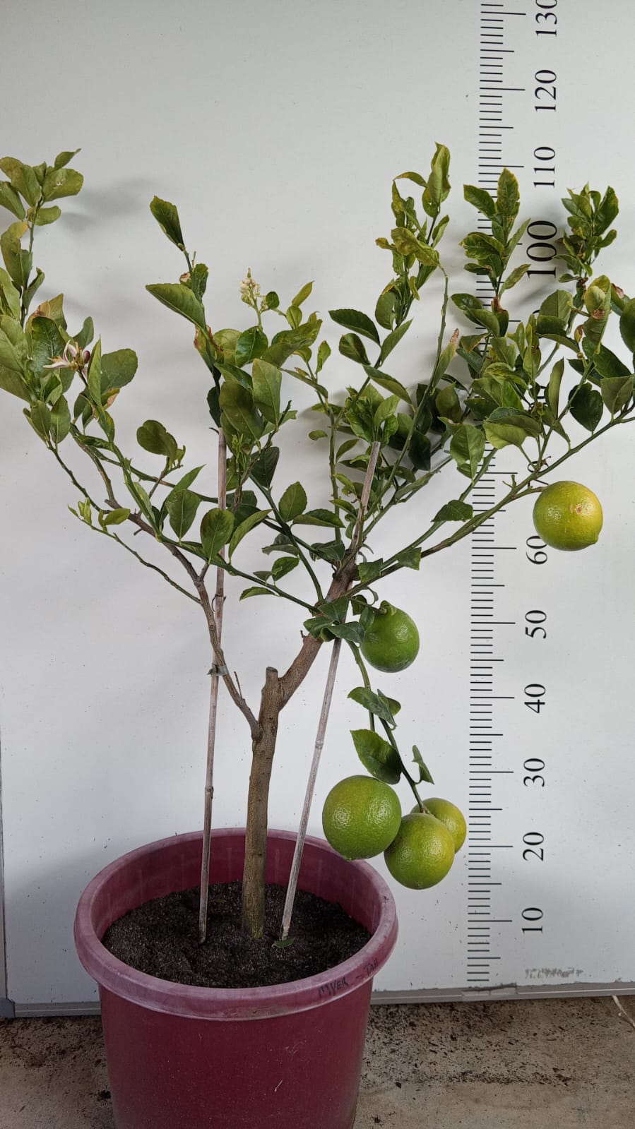 Lemon Meyer and Tahitian lime Perth