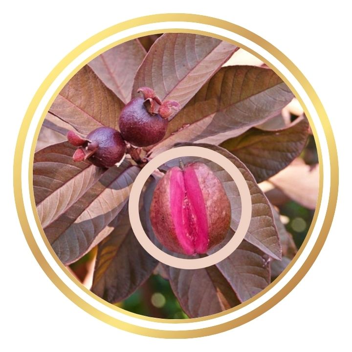 Beetroot Guava Tree