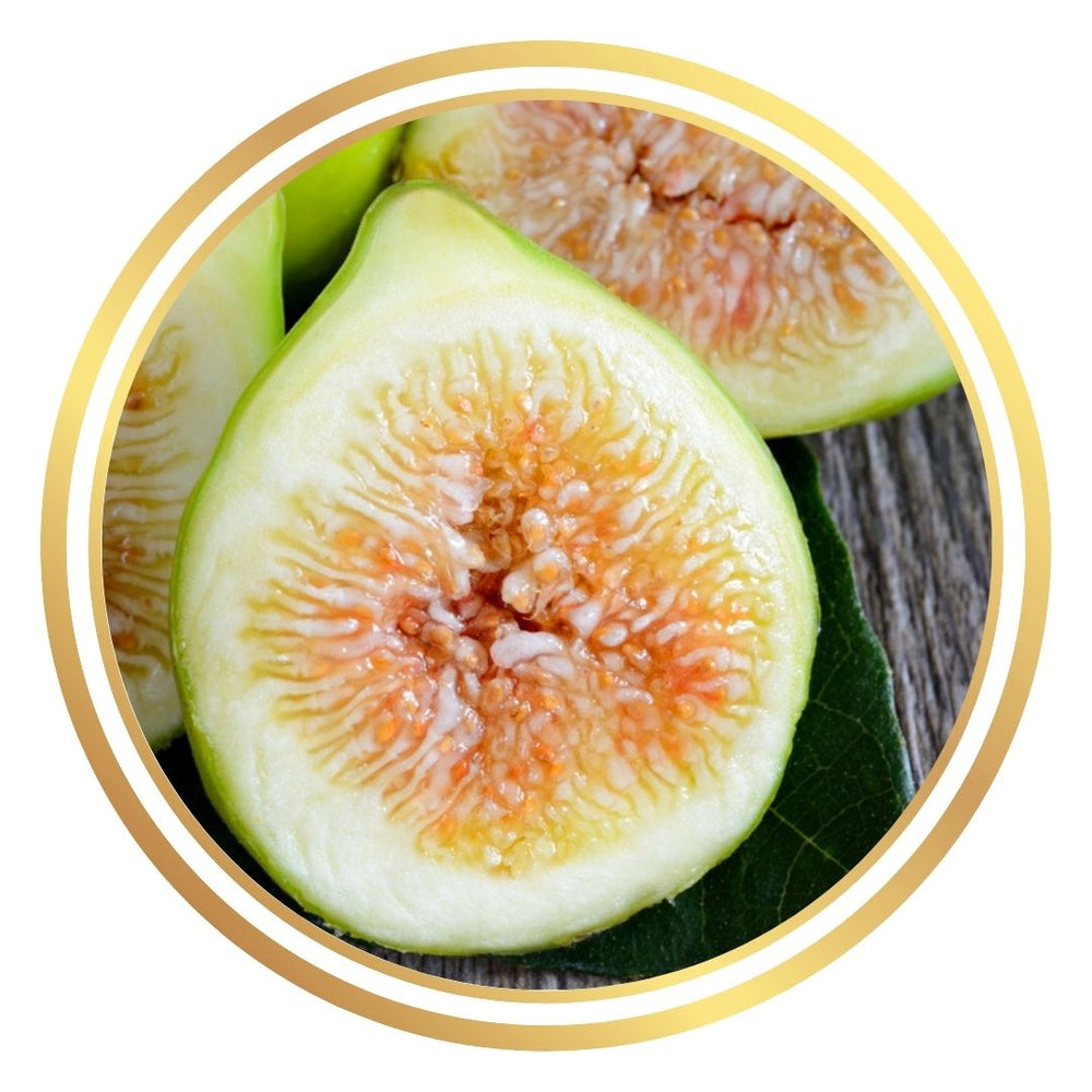 Excel Fig Tree