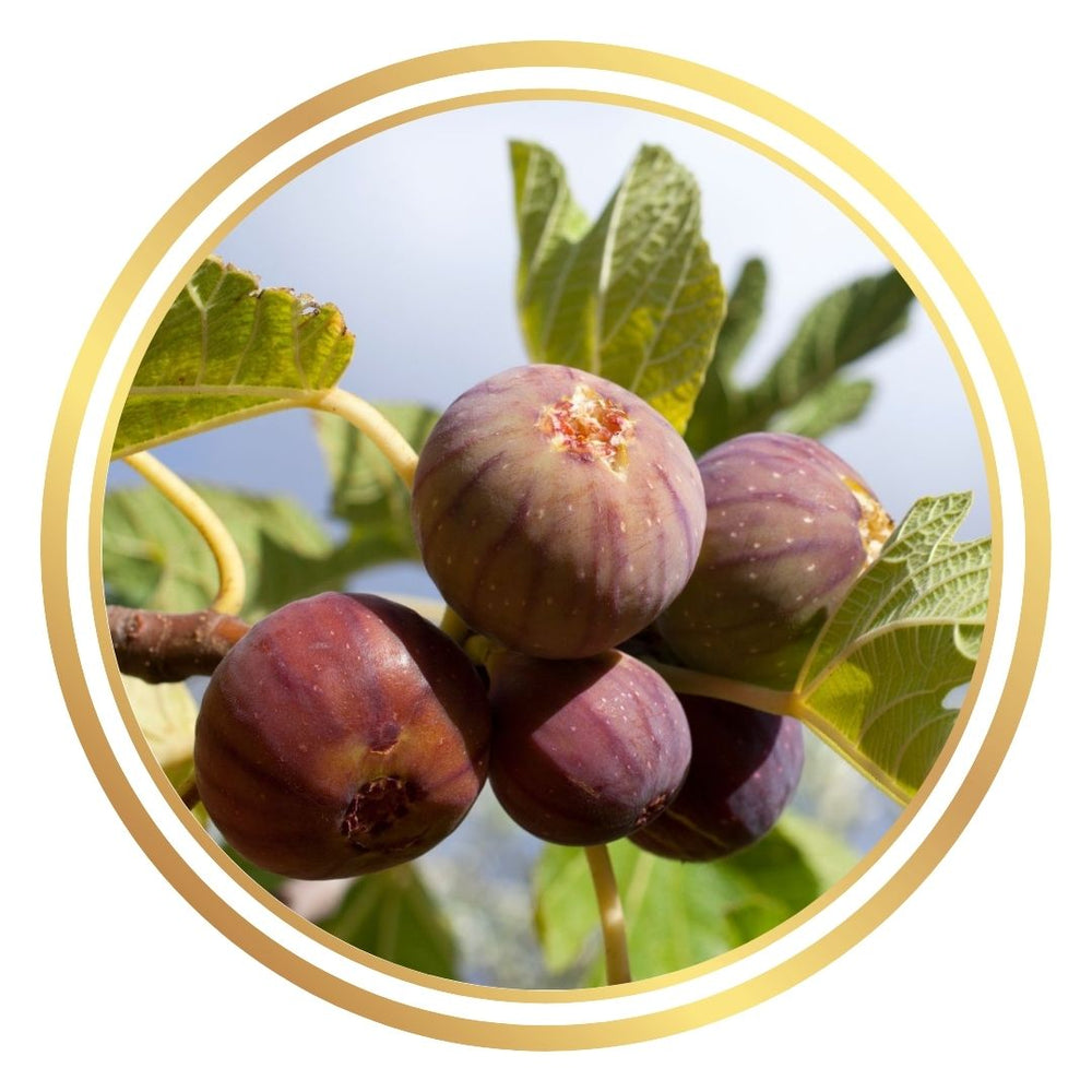 Siyah Kis Fig Tree
