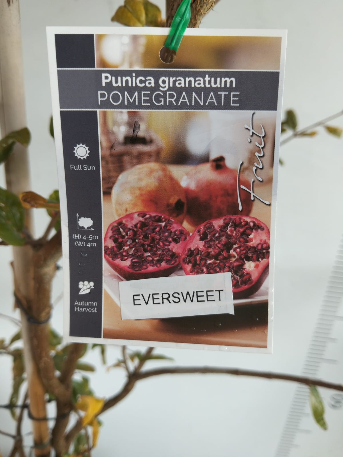 Pomegranate Eversweet Perth