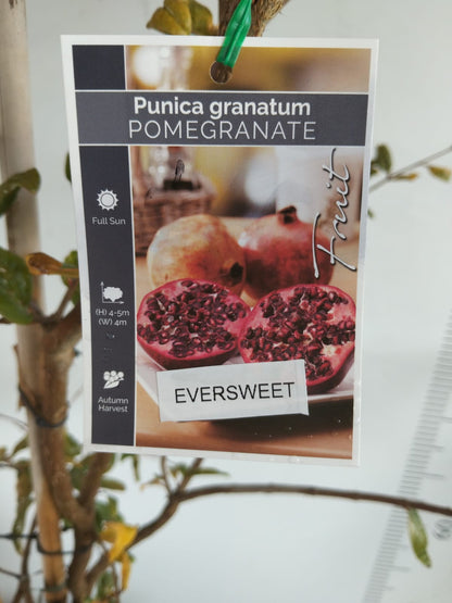 Pomegranate Eversweet Perth