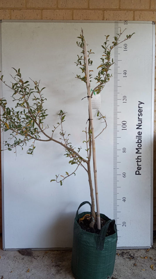 Pomegranate Eversweet Perth