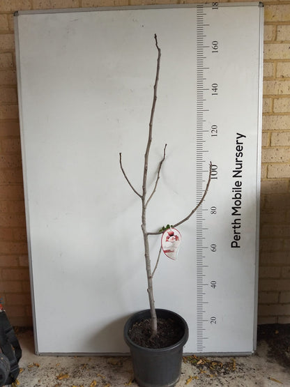 Dwarf Fig Sweet Temptation