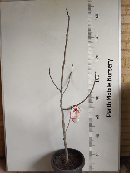 Dwarf Fig Sweet Temptation