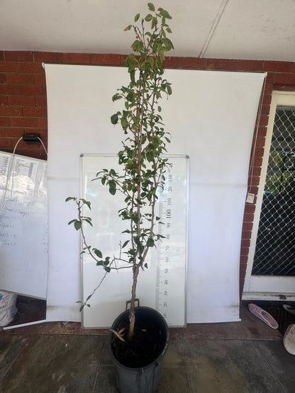 Pear Tree 2 Way Perth