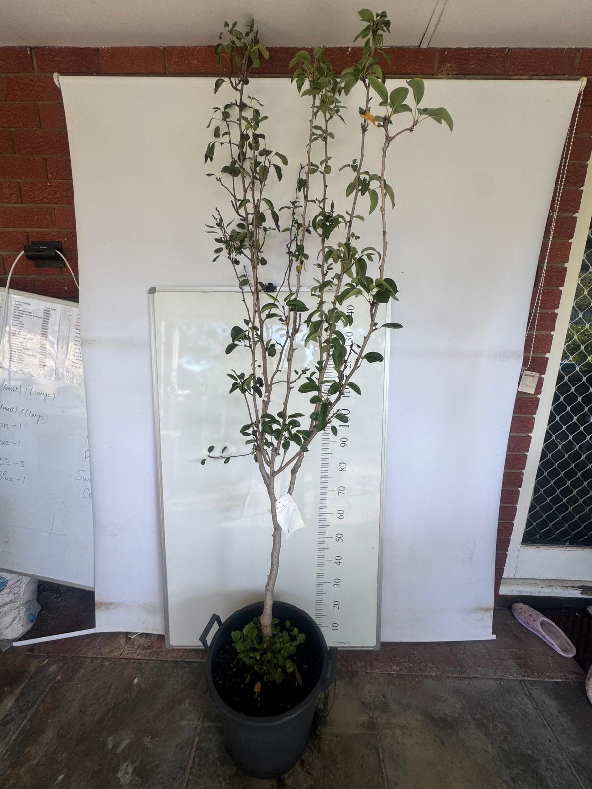 3 Way Grafted Pear Perth