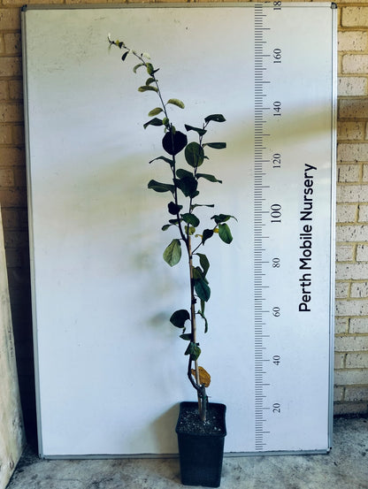 Smyrna Quince Fruit Tree Perth
