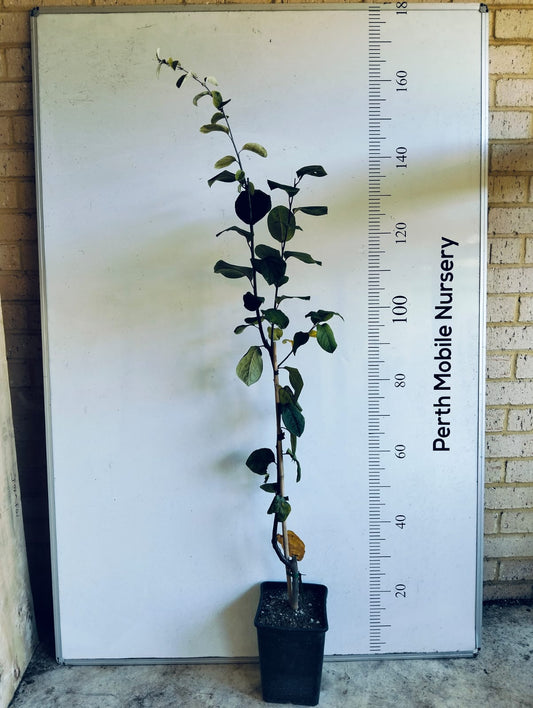 Smyrna Quince Fruit Tree Perth
