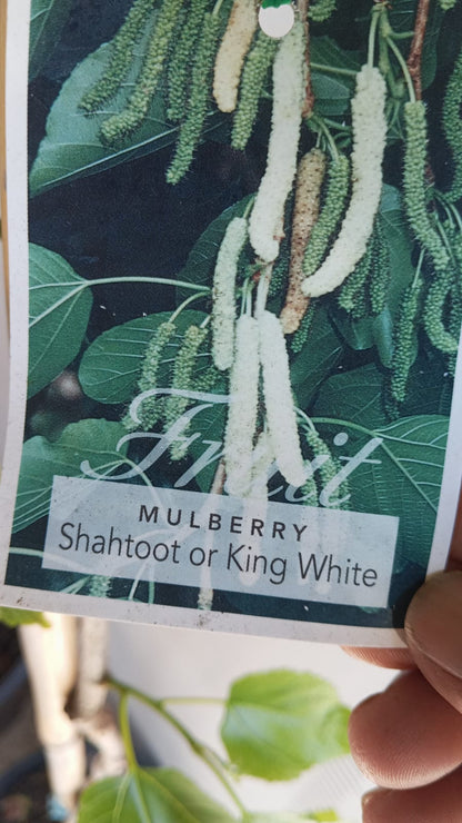 Mulberry Tree White King Shahtoot Perth