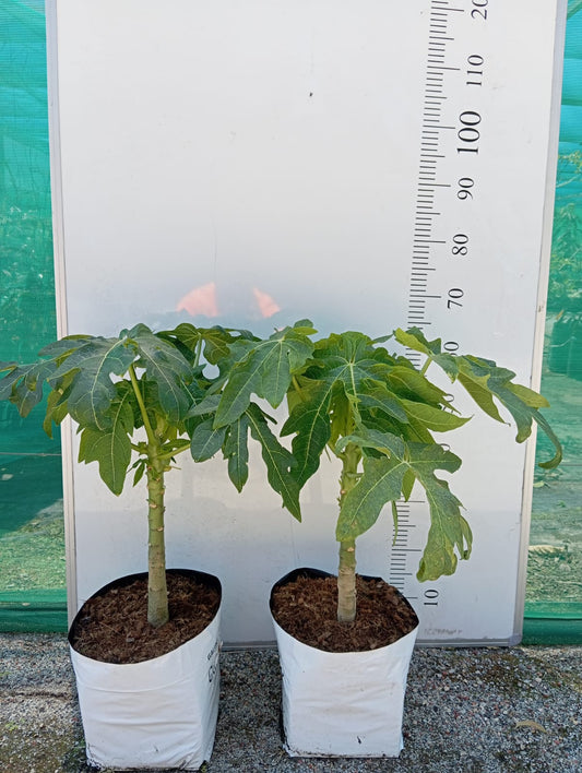 Papaya Plant Perth